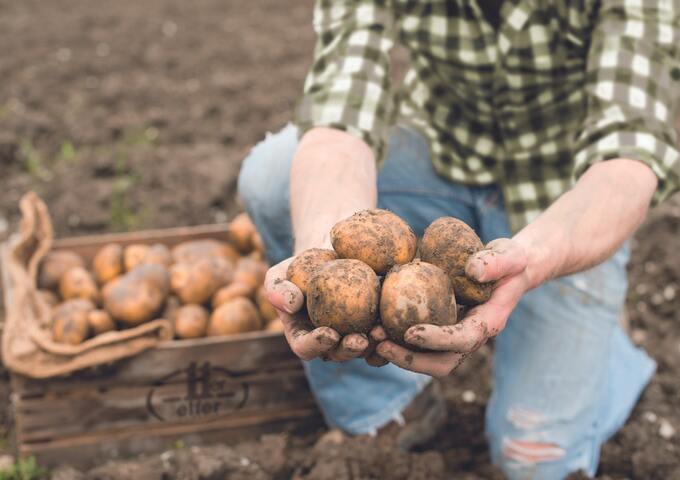 Ein Landwirt hält frisch geerntete Kartoffeln, aus denen 11er Produkte produziert werden